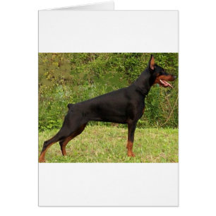 Doberman pinscher schwarzer Full