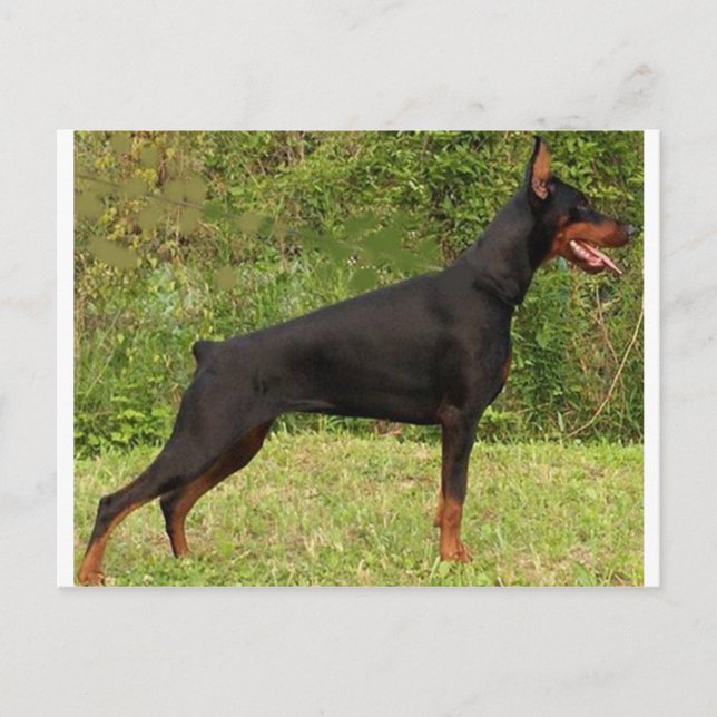 Doberman pinscher schwarzer Full Postkarte (Vorderseite)
