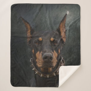 Doberman Pinscher Sherpadecke