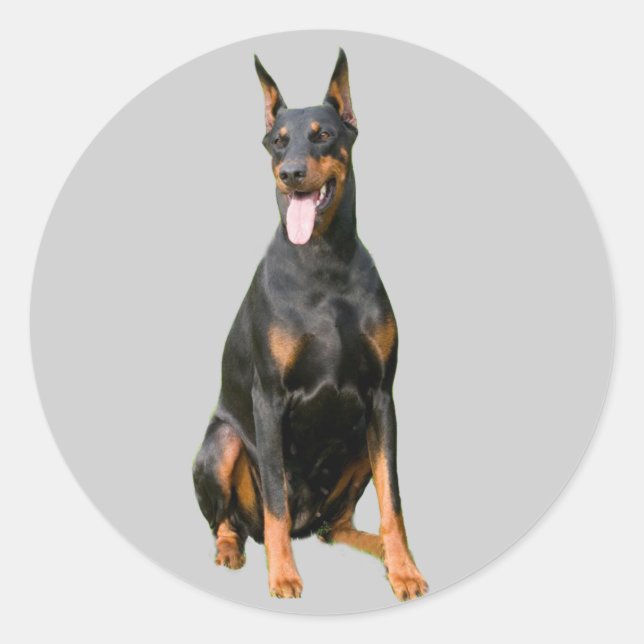 Doberman Pinscher Sticker (Vorderseite)