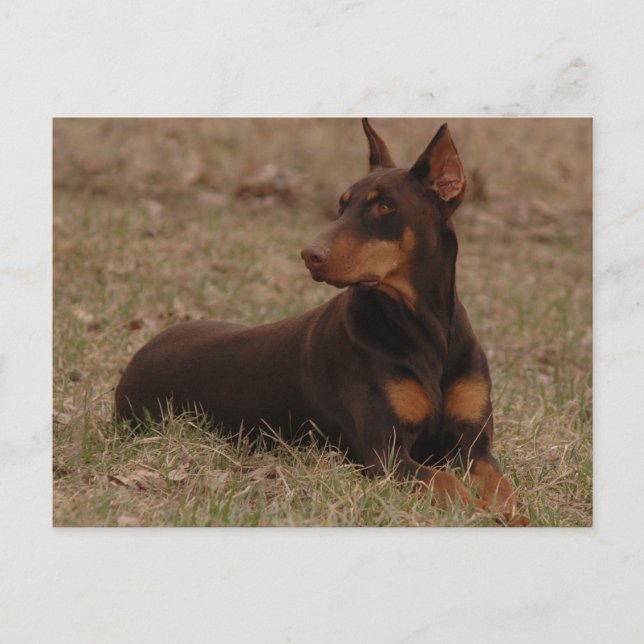 Doberman Postage Briefmarke Postkarte (Vorderseite)
