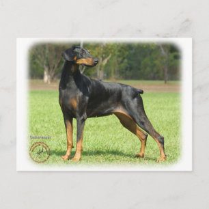 Doberman Postkarte