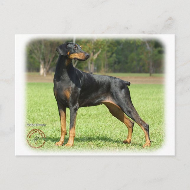 Doberman Postkarte (Vorderseite)