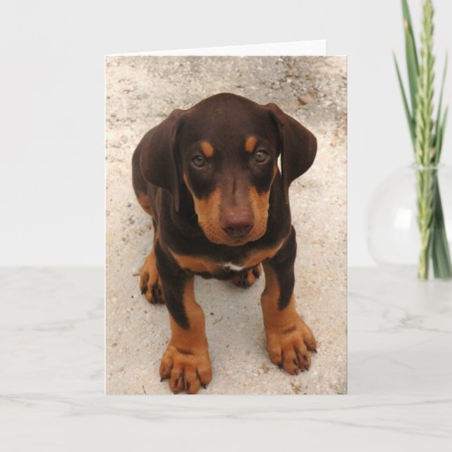 Doberman Puppy Karte (Vorderseite)