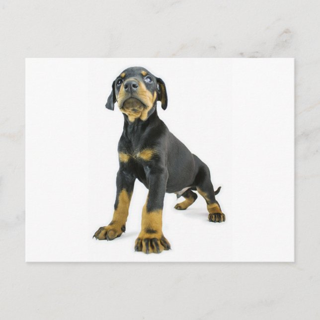 Doberman Puppy Postkarte (Vorderseite)