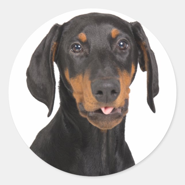 Doberman Runder Aufkleber (Vorderseite)