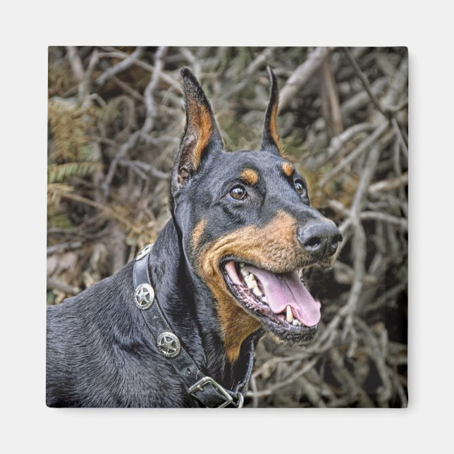 Doberman Smile Magnet (Vorne)