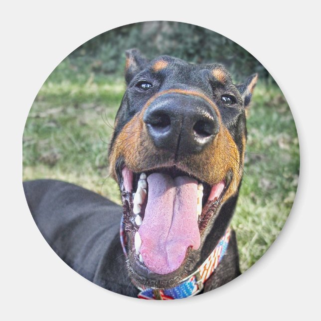 Doberman Smiling Magnet (Vorne)