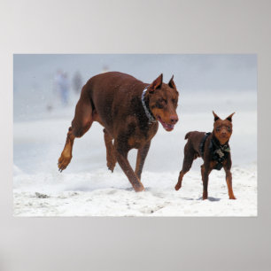 Doberman und Min Button - OK! Ein Mini-Ich! Poster