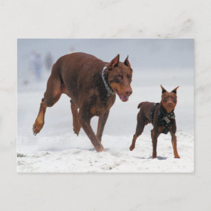 Doberman und Min Button - OK! Ein Mini-Ich! Postkarte