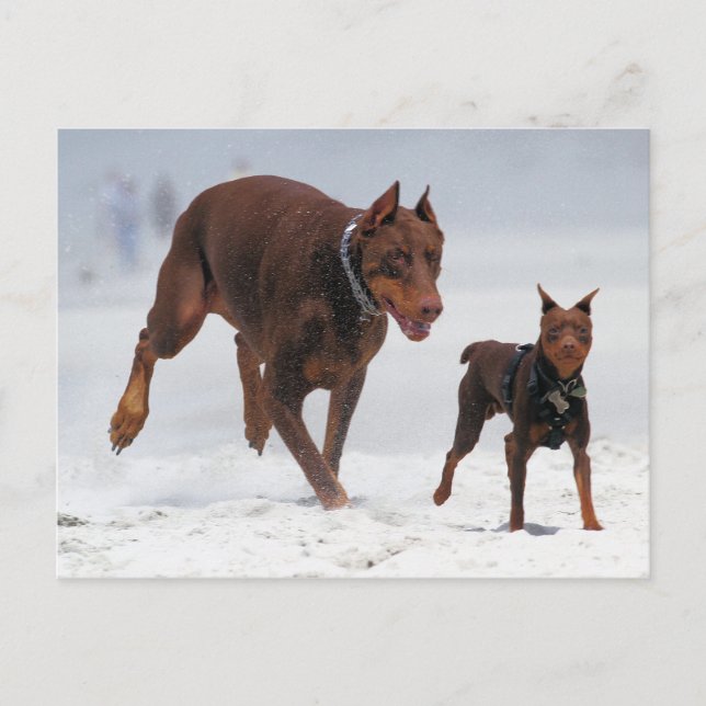 Doberman und Min Button - OK! Ein Mini-Ich! Postkarte (Vorderseite)