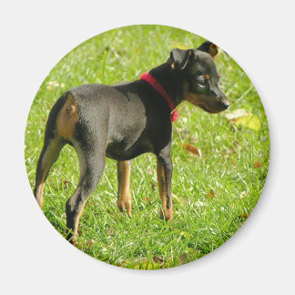 Doberman Welppies Round Magnet