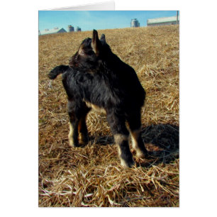 Dobermann des Ziegenkidds