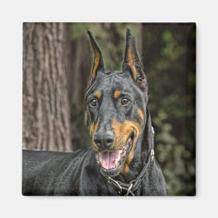 Dobermann im Waldmagneten Magnet