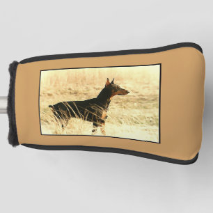 Dobermann in den trockenen Schilfen, die Bild Golf Headcover