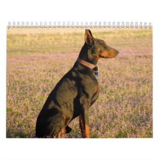 Dobermann-Kalender Kalender