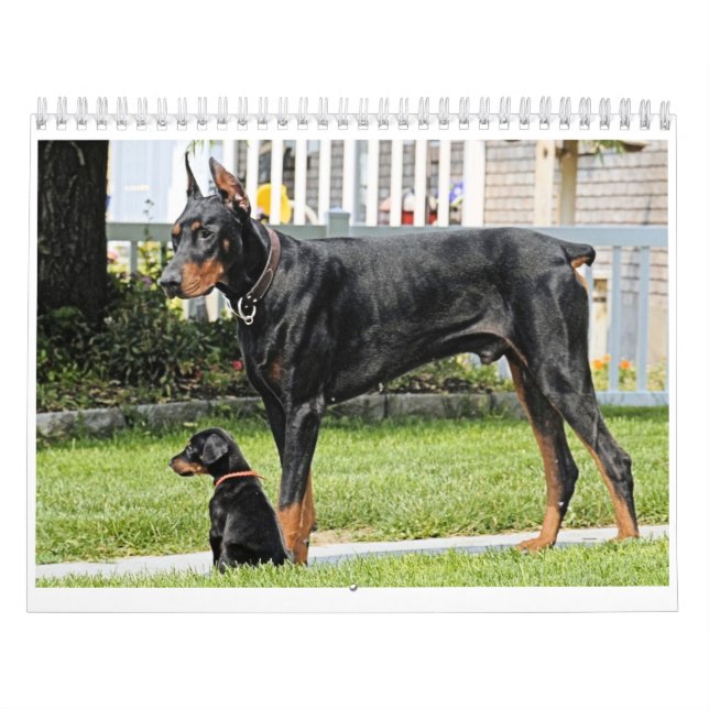 Dobermann-Kalender Kalender (Titelbild)