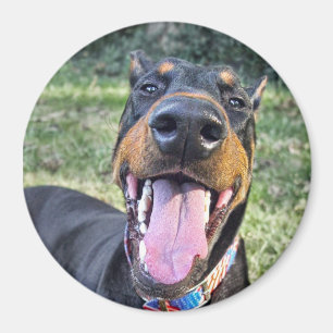 Dobermann-Lächeln Magnet