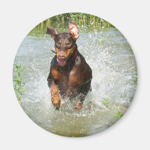 Dobermann-Magnet Magnet