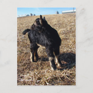 Dobermann mit dem Namen Black and Tan Kid Postkarte