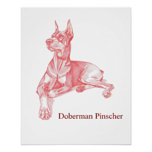 Dobermann Pinscher Bleistiftzeichnung Porträt Post Poster