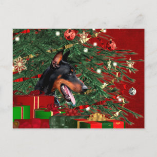 Dobermann Pinscher Weihnachten