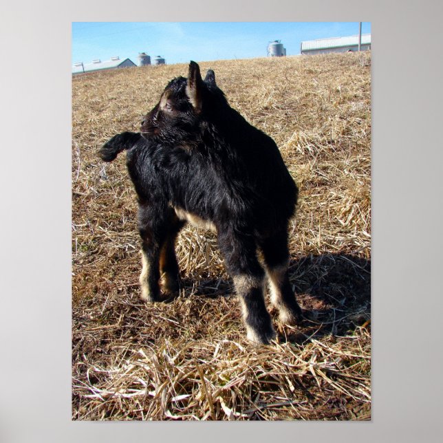 Dobermann Poster (Vorne)