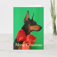 Dobermann Potrait mit rotem Weihnachtsbogen