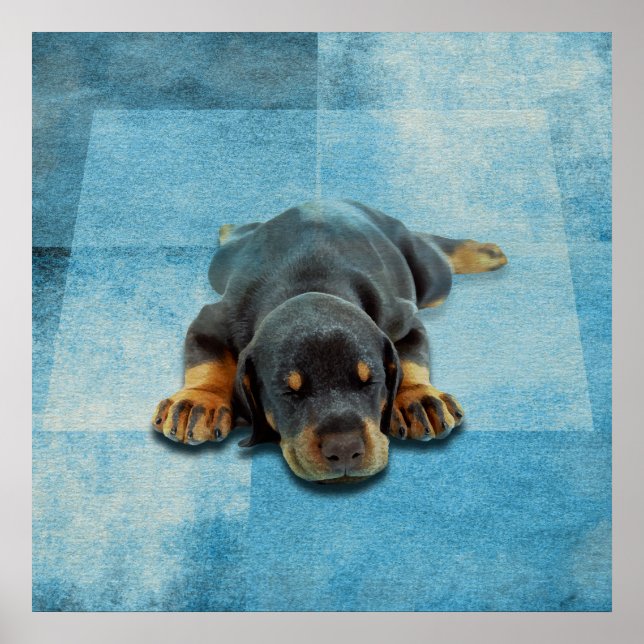 Dobermann Puppy - Doberman Pinscher Poster (Vorne)
