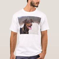 Dobermann
