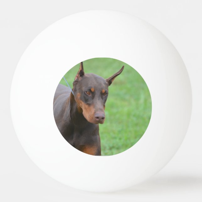 Dobermann Tischtennisball (Vorderseite)