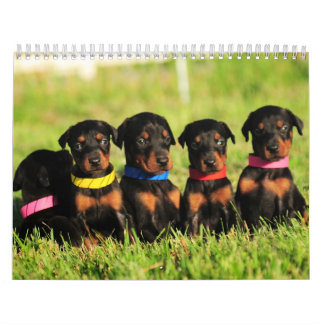 Dobermann-Welpen-Kalender 2013 Kalender