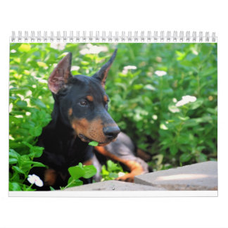 Dobermann-Welpen-Kalender aktualisierte 2012 Kalender