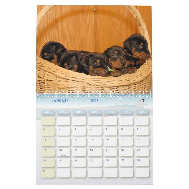Dobermann-Welpen-Kalender Kalender (Jan 2027)