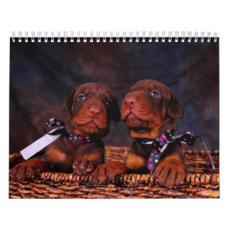 Dobermann-Welpen-Kalender Kalender