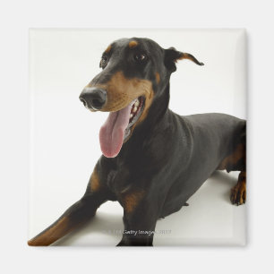 DobermannPinscher 2 Magnet