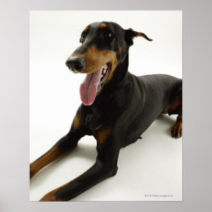 DobermannPinscher 2 Poster