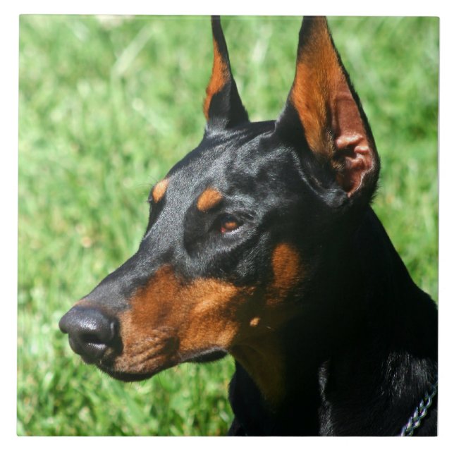 DobermannPinscher Fliese (Vorderseite)
