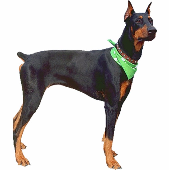 DobermannPinscher Freistehende Fotoskulptur (Vorne)