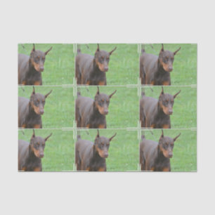 DobermannPinscher Seidenpapier