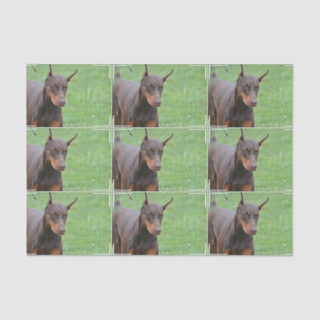 DobermannPinscher Seidenpapier (Vorderseite)