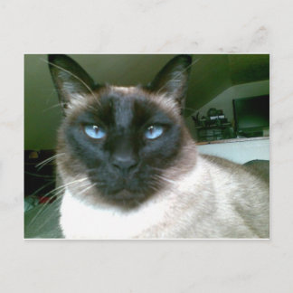 Dodblau Postkarte