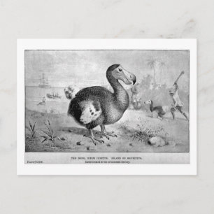 Dodo Art Postkarte
