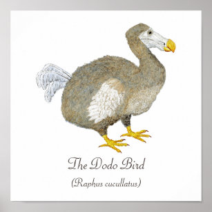 Dodo Bird Art Poster
