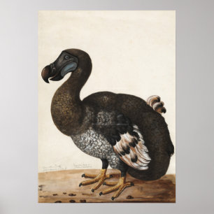 Dodo Bird Vintag Print Poster