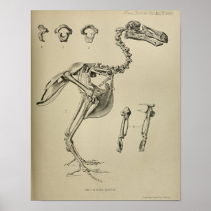 Dodo Didus Ineptus Extinct Bird Skelett Print Poster