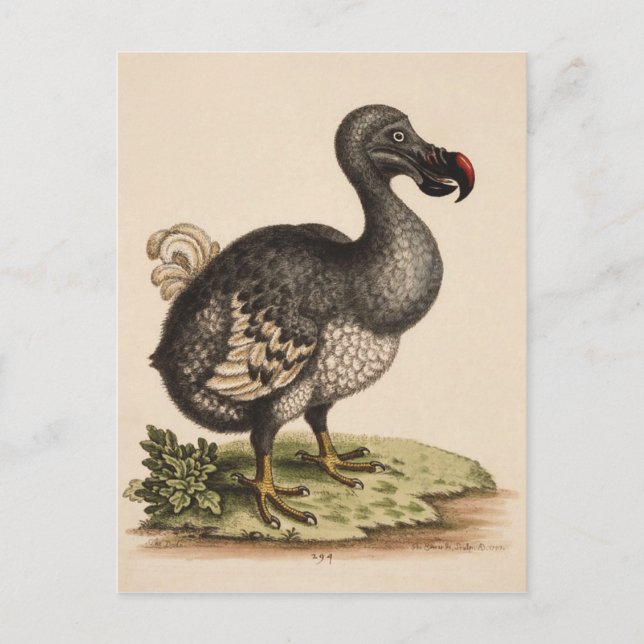 Dodo Postkarte (Vorderseite)