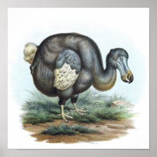 Dodo-Vogel-Illustration Poster