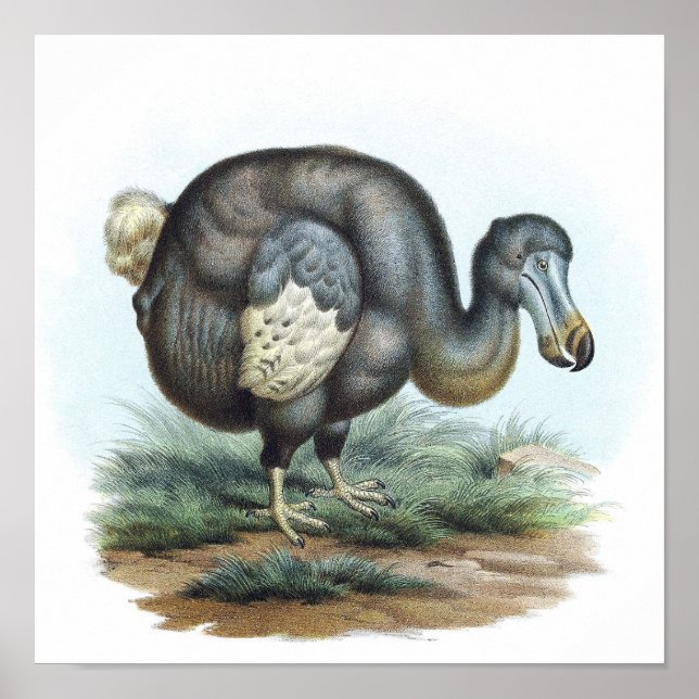 Dodo-Vogel-Illustration Poster (Vorne)