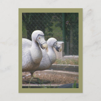 Dodo-Vögel Postkarte
